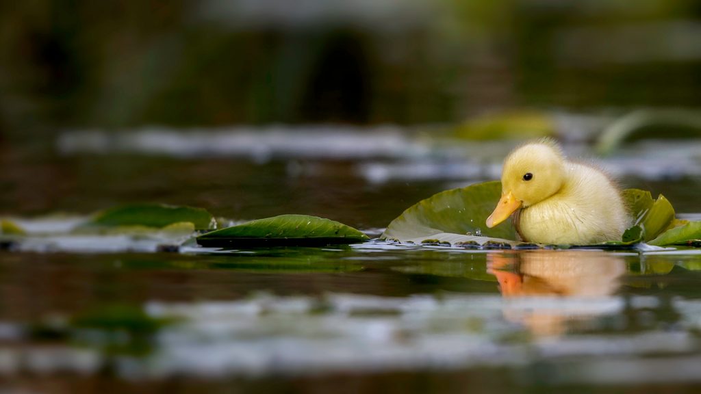 Little Duckling