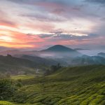 Malaysia Tea