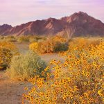 Sonoran Spring