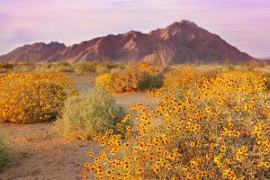 Sonoran Spring