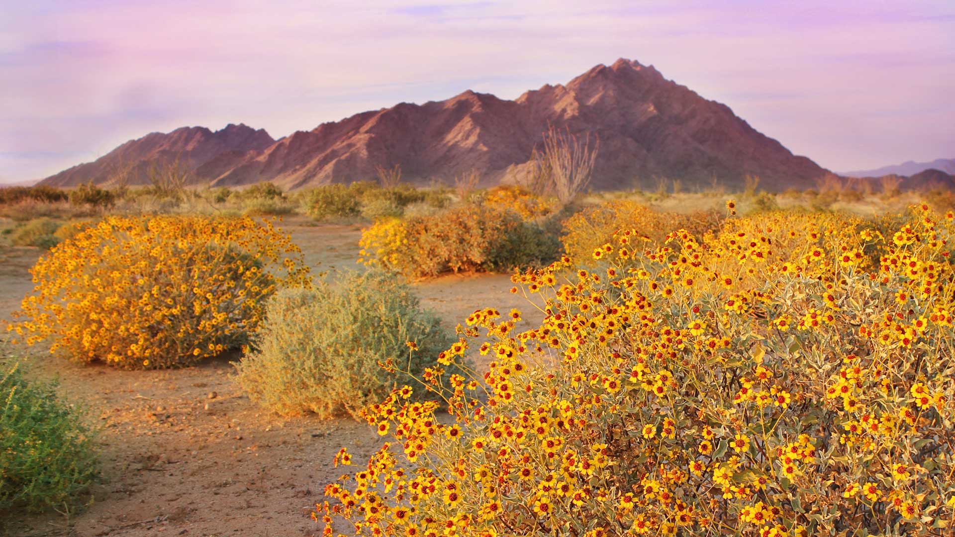 Sonoran Spring