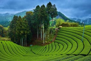 Tea Garden 2024