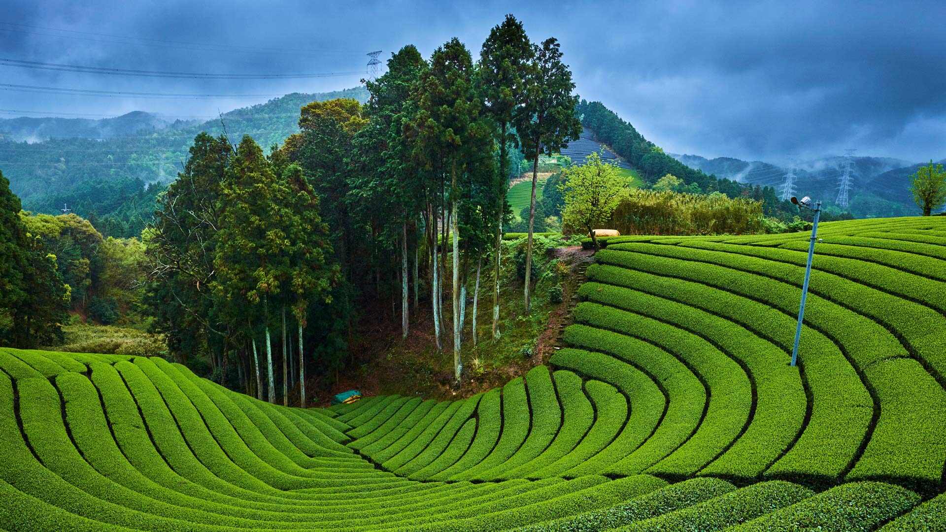 Tea Garden 2024