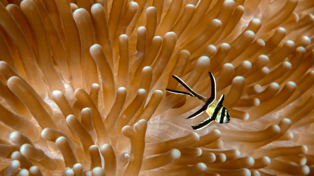 Cardinalfish Anemone