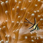 Cardinalfish Anemone