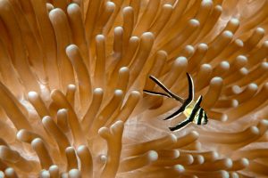 Cardinalfish Anemone