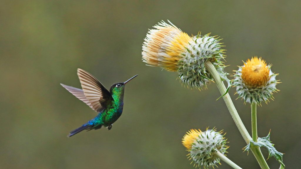 Humming Thistle