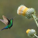 Humming Thistle