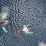 Humpback Family