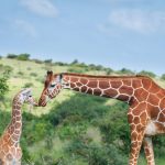 Lewa Giraffe