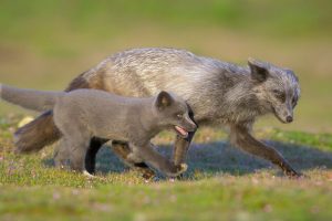 Red Fox Dad