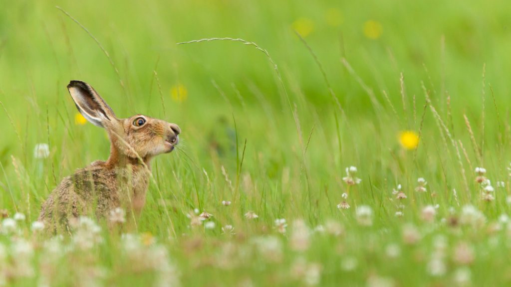 Summer June Hare