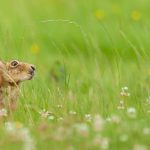 Summer June Hare