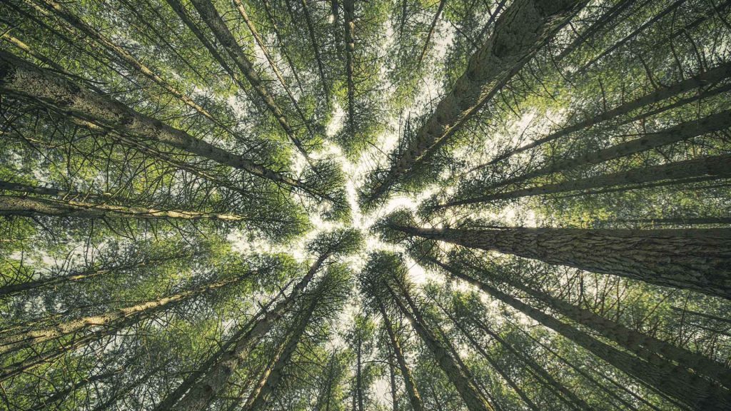 Summer Tree