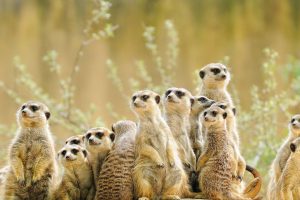Meerkat Manor