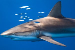 Silky Shark