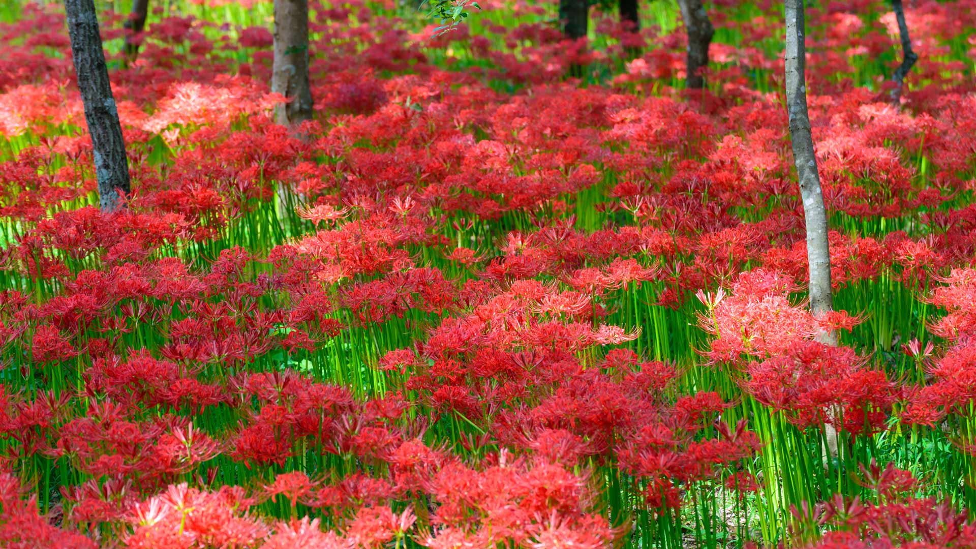 Red Spiderlily 2024