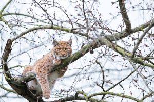 Lynx Tree