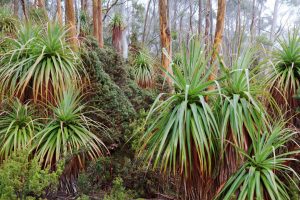 Mount Field NP