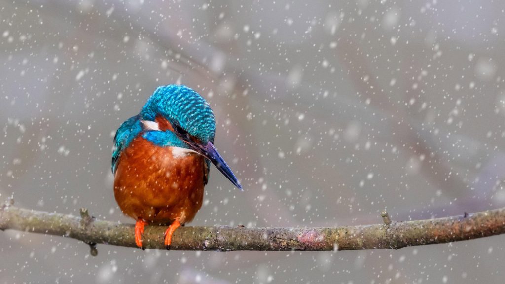 Big Garden Birdwatch2025