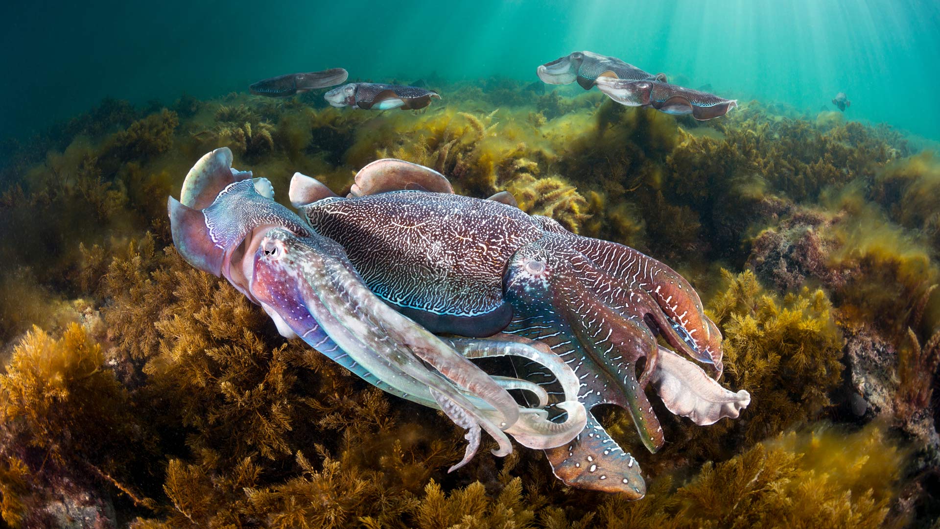 Giant Cuttlefish