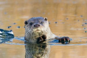Ice Hole Otter