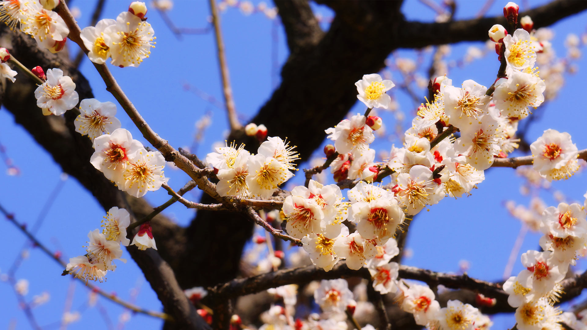 Kairaku Ume 2025