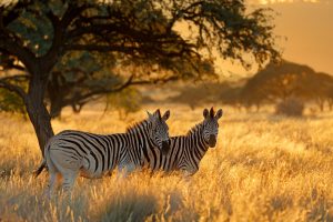 Plains Zebra
