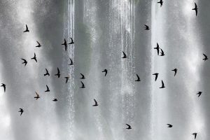 Andorinhaode Cascata