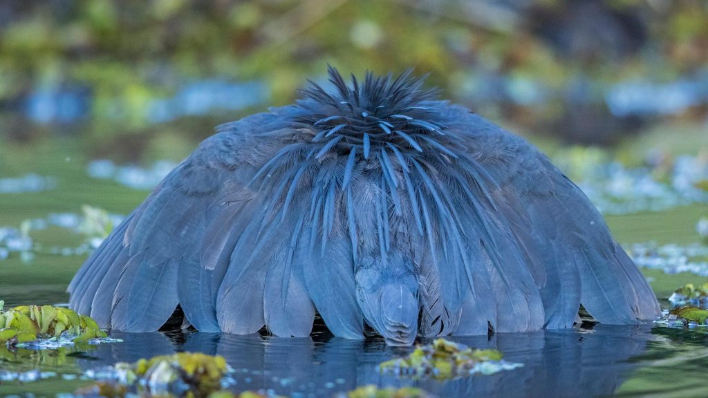Black Heron