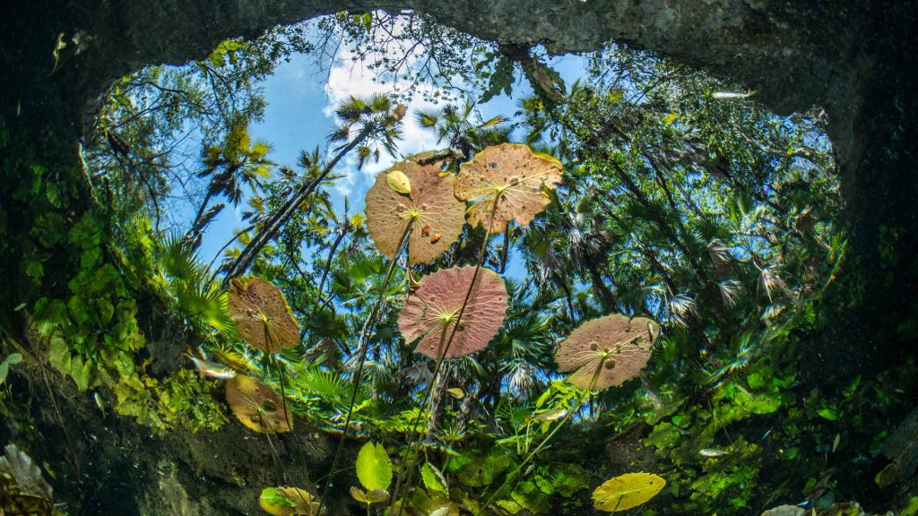 Cenote Lilies