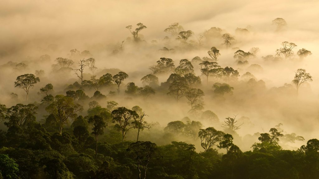 Danum Valley