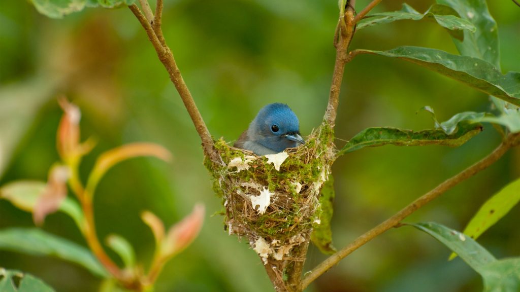 Nesting Monarch
