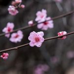 Plum Blossom