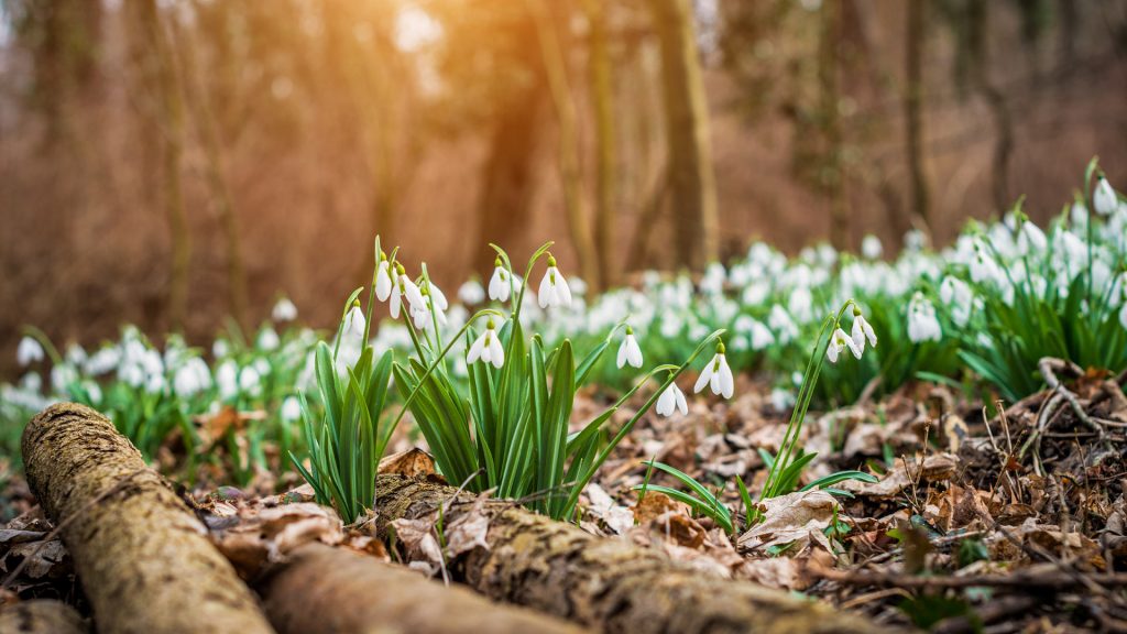 Snowdrops Spring