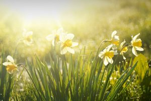 Spring Daffodils