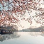 Springequinox Y25