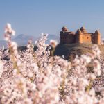 Cerezo En Flor