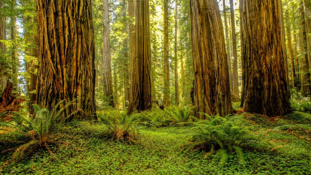 Redwood Grove