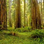 Redwood Grove