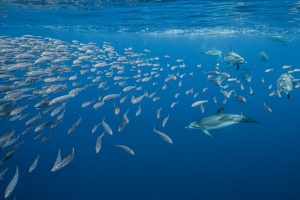 Spotted Dolphins
