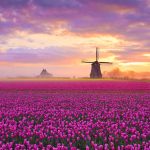 Tulips Windmill
