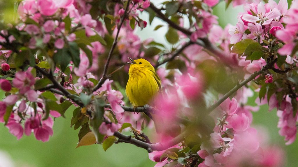 Yellow Warbler