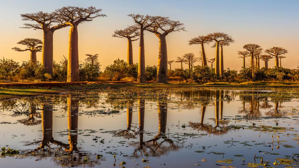 Baobab Avenue