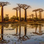 Baobab Avenue