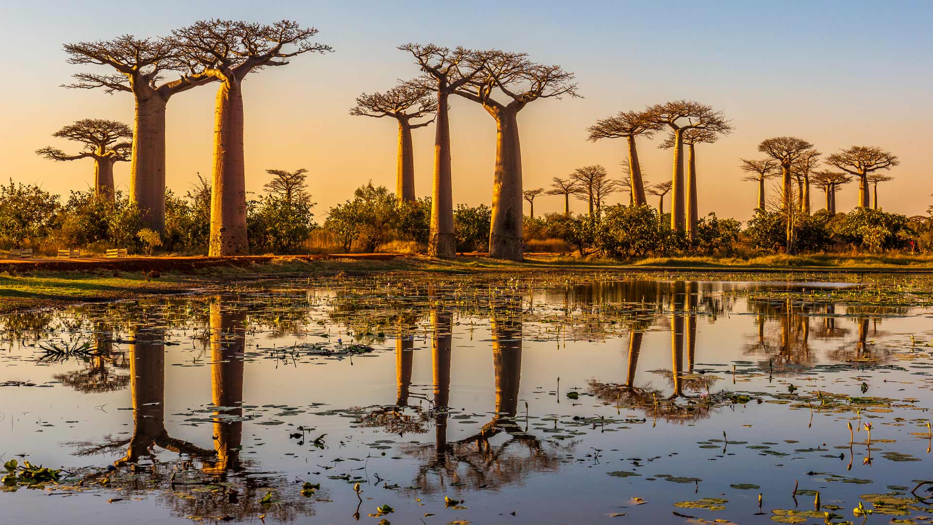 Baobab Avenue