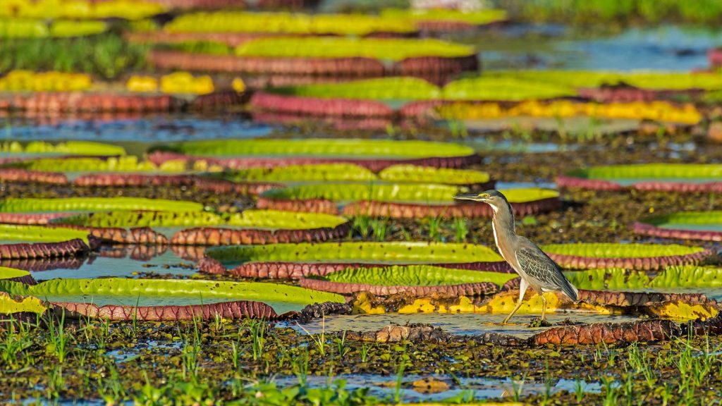 Brazil Heron
