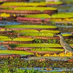 Brazil Heron