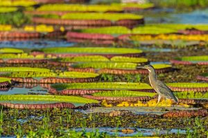 Brazil Heron