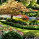 Butchart Flowers